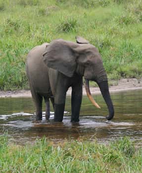 L'éléphant de forêt d'Afrique est plus petit que son homologue de la savane, mais il est essentiel à la survie de la forêt tropicale de l'Afrique centrale. La convoitise que suscite l'ivoire a pourtant réduit de 62 % la population de cette espèce. Au Gabon, 11.000 éléphants de forêt d'Afrique ont été tués entre 2004 et 2012. © Peter H. Wrege, Wikipédia, cc by sa 3.0 