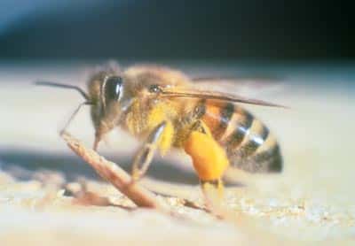 En butinant les fleurs pour en récolter le pollen et le nectar, les abeilles assurent la fécondation des plantes. Elles sont en partie attirées par la réflectance des corolles et par un motif invisible à l'Homme puisque placé dans le spectre des ultraviolets. © Larsinion, <em>Wikimedia Commons</em>, domaine public