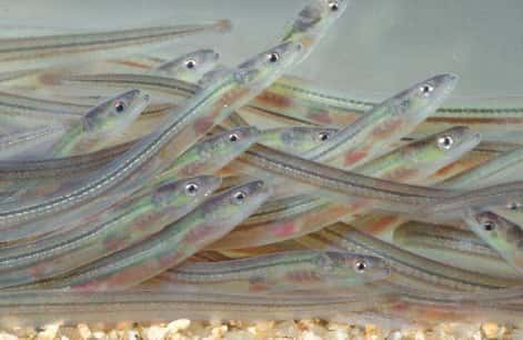 Les alevins (larves) d’anguille, appelés aussi civelles, sont très appréciés des pêcheurs et des braconniers. © Arnaud Richard / Onema