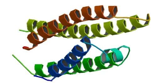 L'apolipoprotéine E, représentée ici, est synthétisée par le gène <em>ApoE</em>. Il en existe plusieurs versions, et l'une d'elles favorise le développement de la maladie d'Alzheimer, bien qu'on ne sache pas vraiment pourquoi... © B. Rupp, C. Peters-Libeu, <em>Protein Data Bank</em>, Wikipédia, DP
