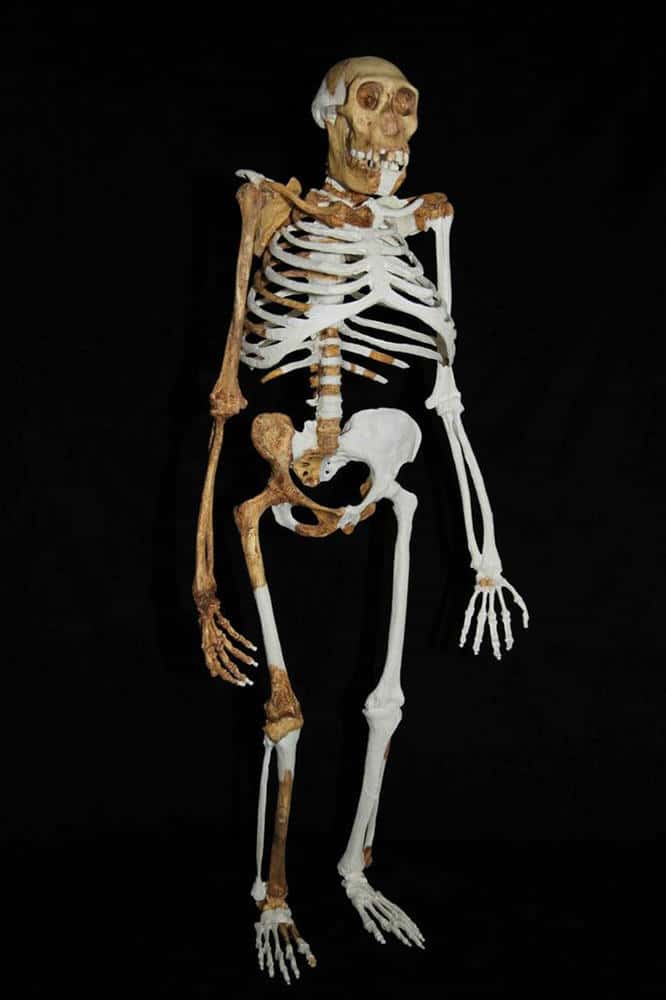 Reconstitution du squelette de l'un des Australopithecus sediba découverts dans la grotte de Malapa en 2008. Les 220 fragments d'os mis au jour appartiendraient à six individus différents. © Lee Berger, université du Witwatersrand