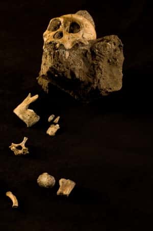 A l’aide de Google Earth, de nouveaux sites fossilifères ont pu être découvert, dont l’un qui renfermait le squelette vieux de 1,9 million d'années d’une nouvelle espèce d’hominidé : Australopithecus sediba. © Google