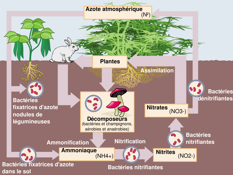 Les plantes assimilent l'azote sous forme de nitrates (NO<sub>3</sub><sup>-</sup>), qui sont fournis par les bactéries dénitrifiantes, capables de fixer directement l'azote atmosphérique. © Johann Dréo, Wikipédia, cc by sa 3.0