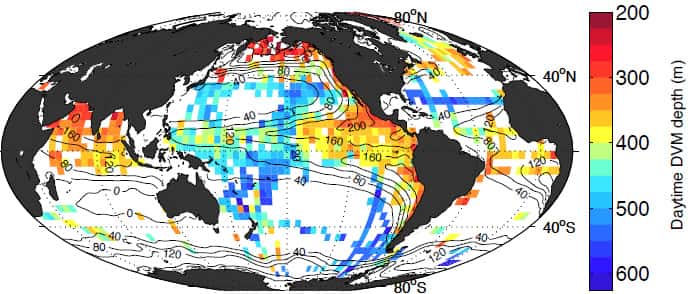 Cette figure montre les différentes profondeurs (en mètres) que les animaux marins atteignent en migrant au cours de la journée pour échapper aux prédateurs. Le rouge indique les zones les moins profondes (jusqu’à 200 m), et le bleu les plus profondes (jusqu’à 600 m). Les chiffres noirs sur les lignes représentent la différence de concentration (en millimoles/m<sup>3</sup>) entre l'oxygène à la surface et à environ 500 m de profondeur, ce qui est le meilleur paramètre pour prédire la profondeur de migration. © Bianchi <em>et al.</em>, <em>Nature Geoscience</em>