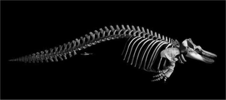 Un orque, vertébré marin dont les ancêtres étaient terrestres... © Patrick Gries / Éditions Xavier Barral / Muséum National d'Histoire Naturelle