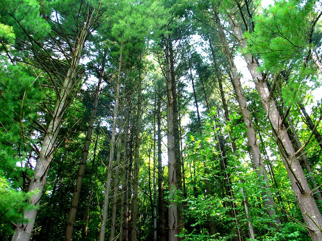 De fortes concentration en carbone atmosphérique influent sur la physiologie des arbres. © taberandrew/<em>Flickr Licence Creative Commons (by-nc-sa 2.0)</em>