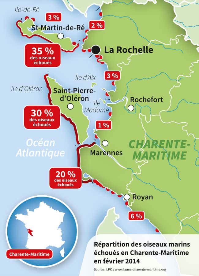 Cette carte montre la répartition des oiseaux marins échoués en Charente-Maritime en février 2014. Les macareux moines payent le plus lourd tribut. © LPO