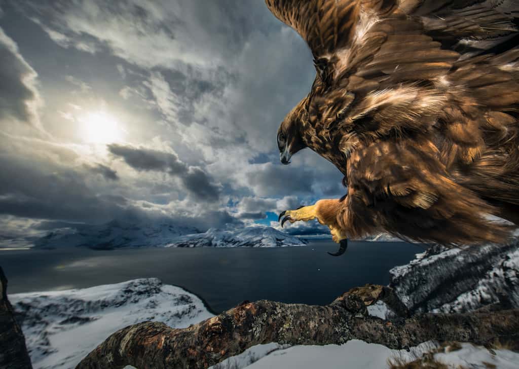 <em>Land of the eagle.</em> © Audun Rikardsen
