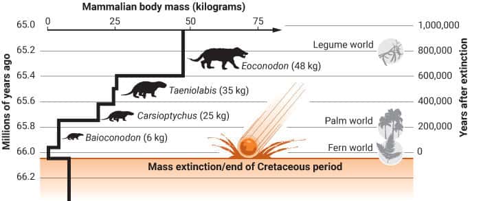700.000 ans après l’impact de l’astéroïde, on trouve déjà des mammifères de près de 50 kilogrammes comme <em>Eoconodon coryphaeus,</em> un carnivore aux dents acérées. © C.Bickel, Science, 2019
