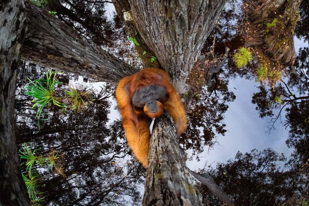 Orang-outan de Bornéo, <em>Tanjung Puting National Park</em>, Bornéo. © Thomas Vijayan, <em>World Nature Photography Awards</em>