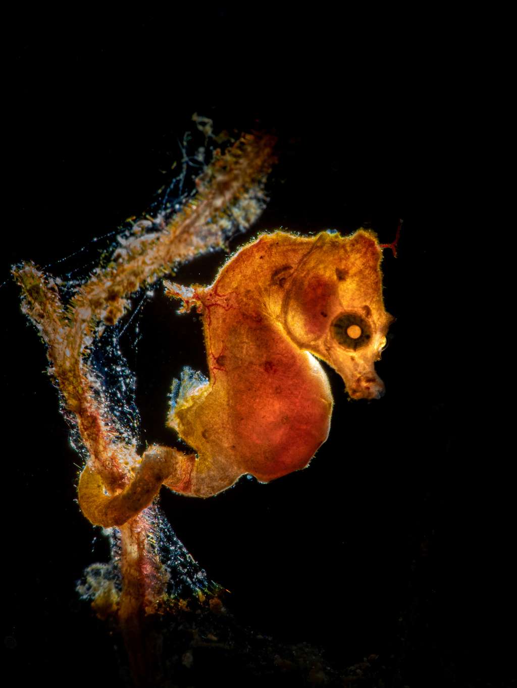 Hippocampe miniature. © Galice Hoarau, UWPG