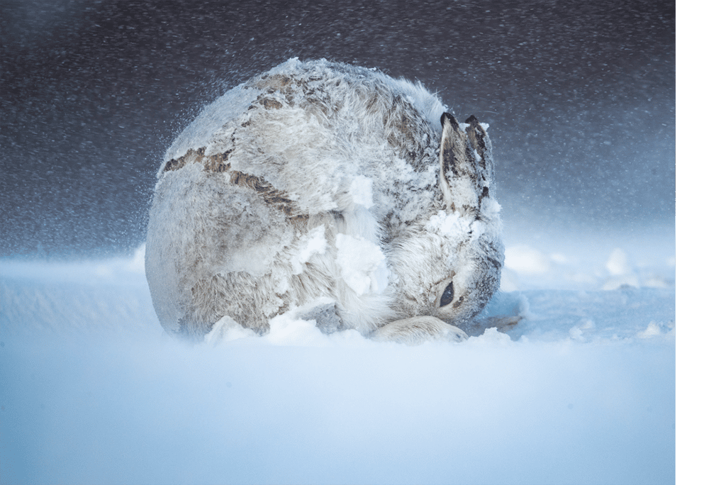 <em>Hare ball</em>. © Andy Parkinson, <em>BigPicture Natural World Photography Competition</em>