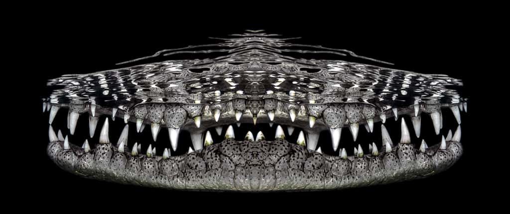 Sourire de croco. © Jenny Stock, UWPG