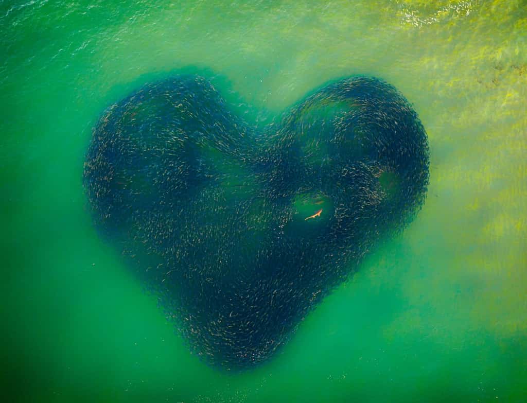 Chasse en cœur, Australie. © Jim Picôt, Drone Photo Awards