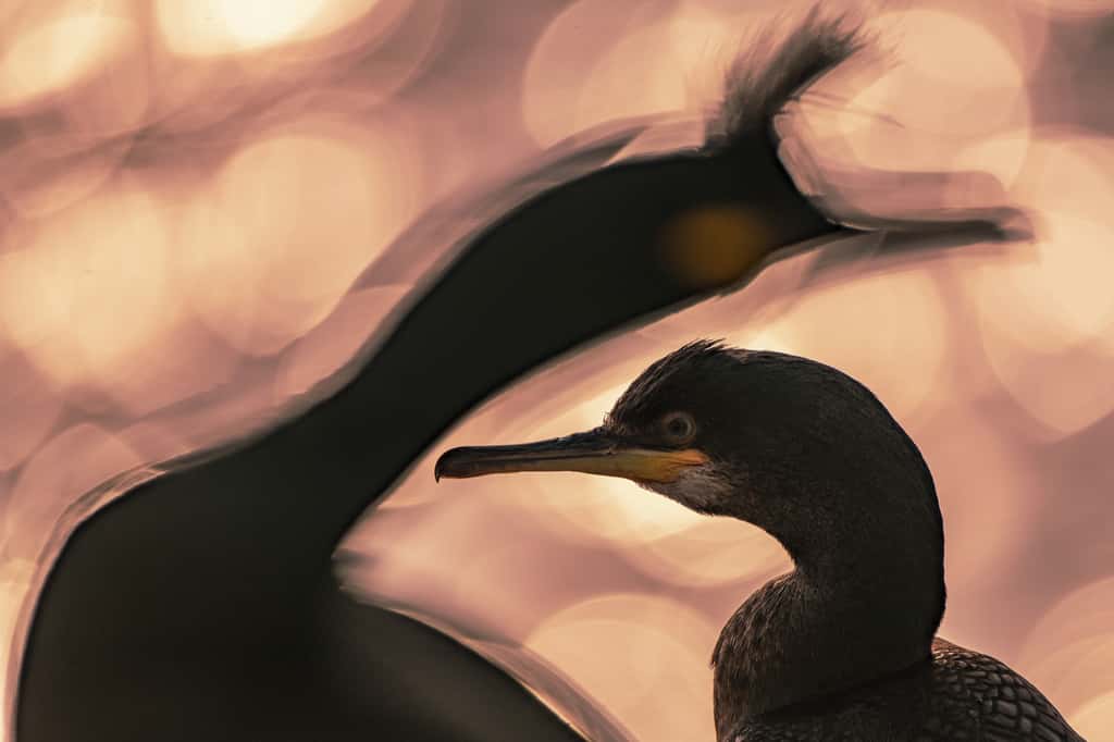 Cormoran huppé (<i>Gulosus aristotelis</i>). © <em>Bird Photographer of the Year</em>, Majed Alza'abi (Koweït)