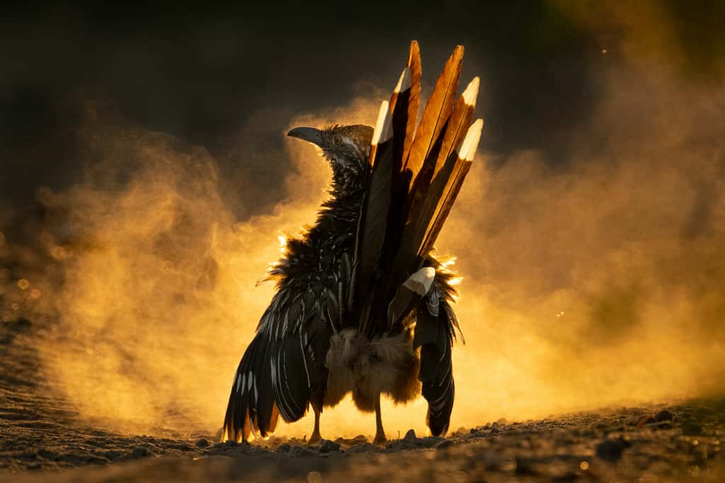 Grand géocoucou. © Carolina Fraser, <em>Audubon Photography Awards</em> 2021