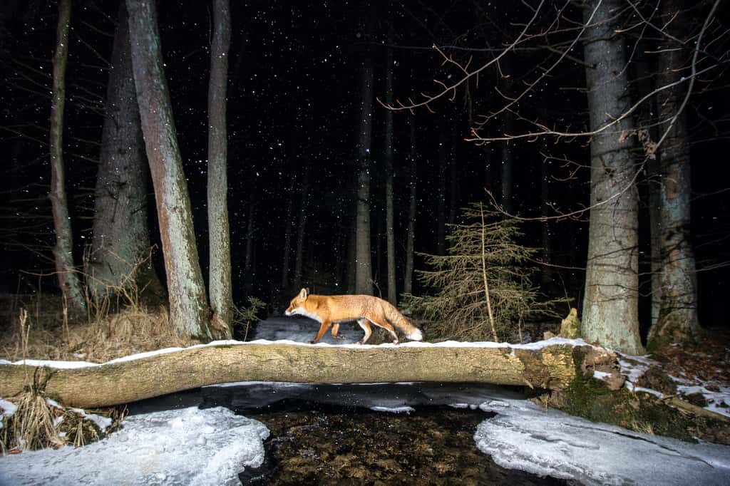 Renard roux, forêt de Bohème, République tchèque. © Vladimir Cech, <em>World Nature Photography Awards</em>