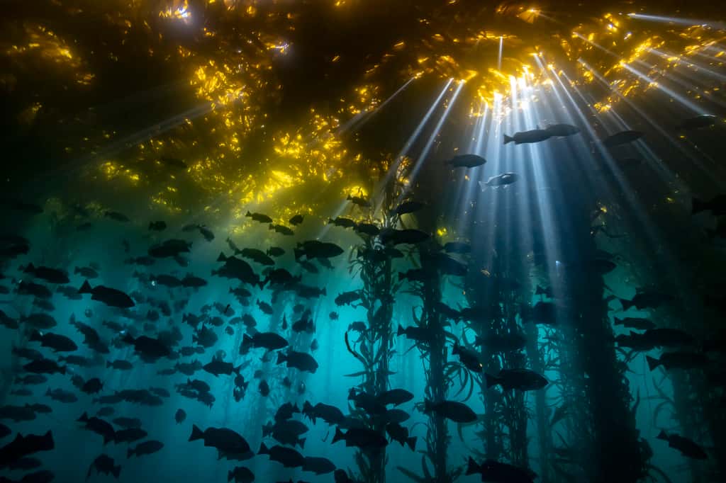 Cathédrale d’algues. © Jon Anderson, UWPG