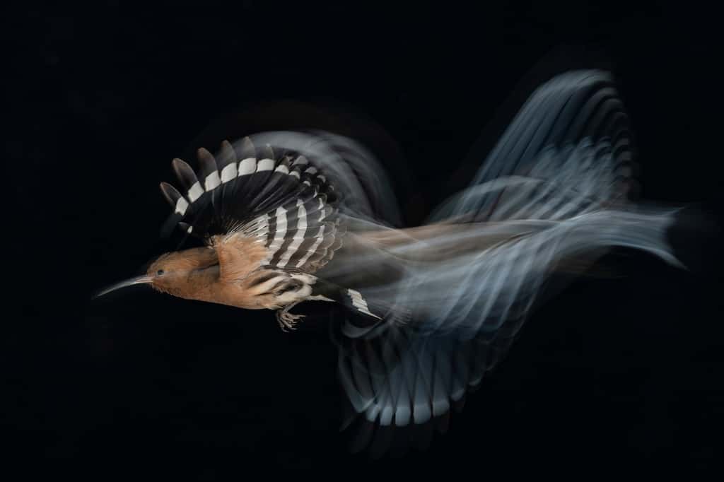 Huppe fasciée (<i>Upupa epops</i>). © <em>Bird Photographer of the Year, </em>Gadi Shmila (Israël)