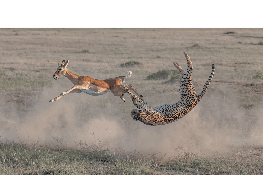 <em>Cheetah hunting in Maasai Mara</em>. © Yi Liu, <em>BigPicture Natural World Photography Competition</em>