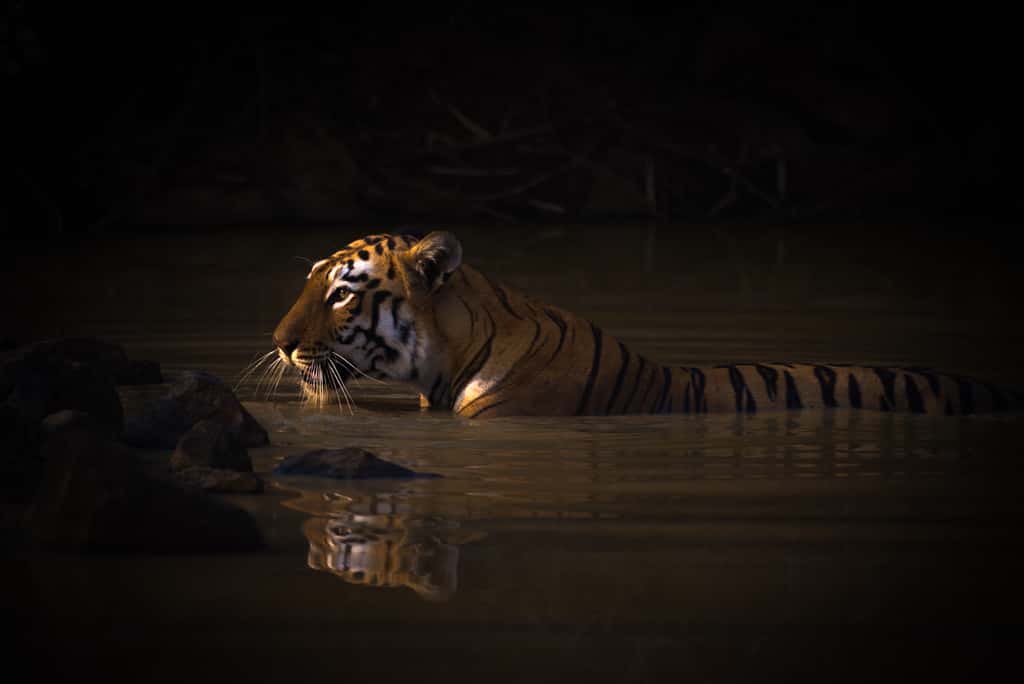 Tigre du Bengale, réserve de Tadoba Andhari, Inde. © Nick Dale, <em>World Nature Photography Awards</em>