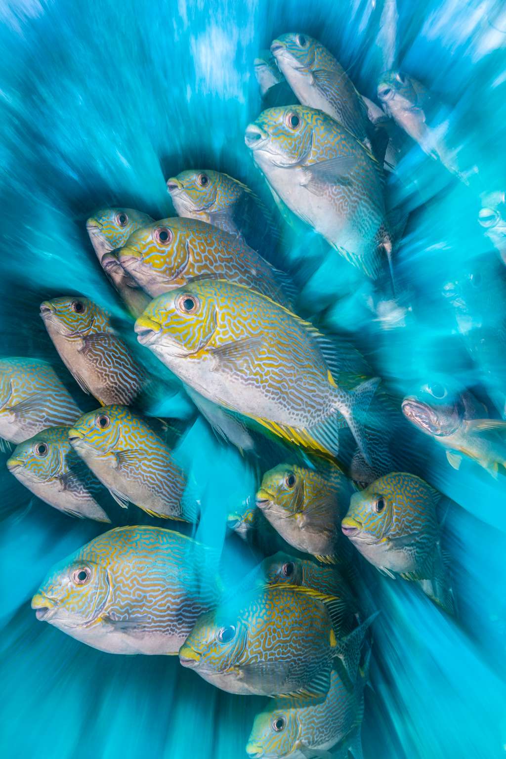 « <em>Zoom artistique sur le poisson-lapin</em> ». © Nicholas More, UPY 2020