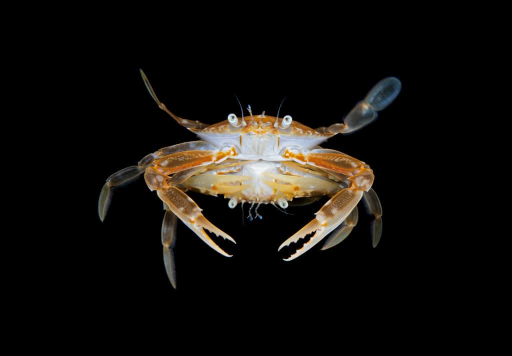 Accouplement du crabe. © Steven Kovacs, UWPG