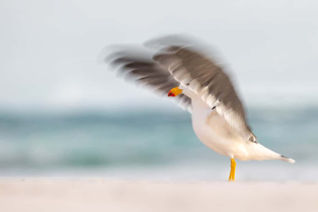 Goéland austral (<i>Larus pacificus</i>). © <em>Bird Photographer of the Year, </em>Georgina Steytler (Australie)