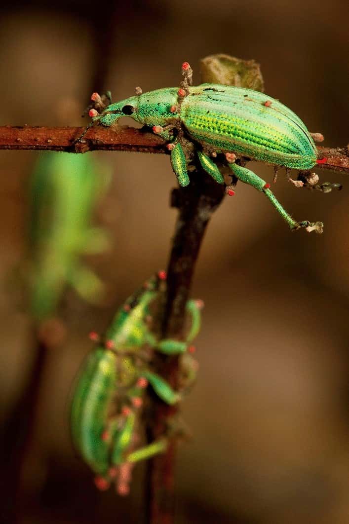 Le cordyceps prend possession du corps de l’insecte et pousse littéralement à l’intérieur. © Damien Esquerré, Université nationale d’Australie (Australie)