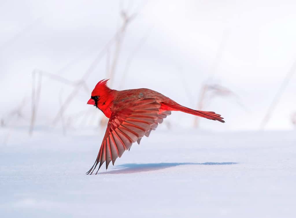 Cardinal rouge. © Steve Jessmore, <em>Audubon Photography Awards</em> 2021