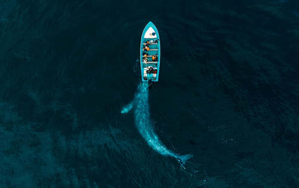 La baleine et les touristes, Mexique. © Joseph Cheires, Drone Photo Awards