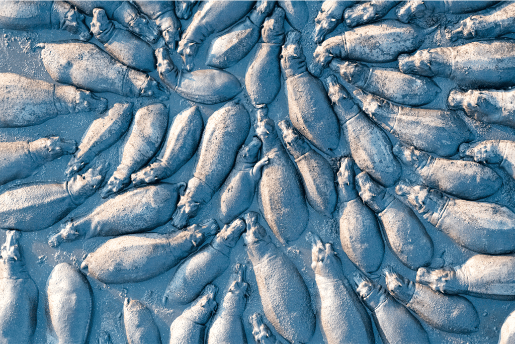 <em>Hippopotamus group from Above</em>. © Talib Almarri, <em>BigPicture Natural World Photography Competition</em>