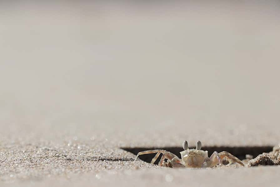 Le crabe fantôme passe la plupart de sa journée dans son terrier. © HaoYun Zhuang, Université de Fuzhou (Chine)