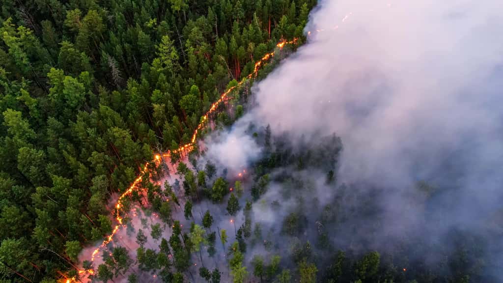 Les incendies sont favorisés par la chaleur exceptionnelle dans la région. © Greenpeace