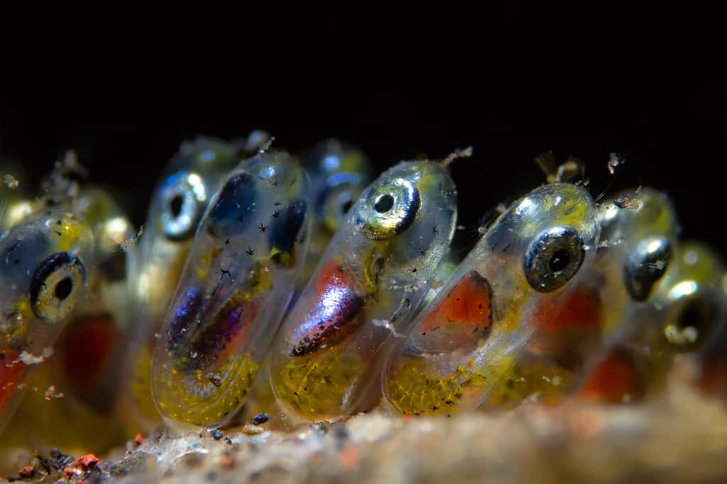 Œufs de poisson clown (Indonésie). © Paolo Isgro, <em>Ocean Art</em>