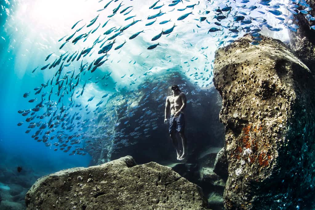 Plongée à Hawaï. © Christa Funk, <em>World Nature Photography Awards</em>