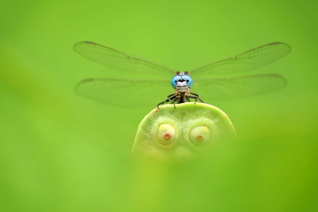 « <em>Les yeux bleus, les yeux verts </em>», Lac de l’Est, Wuhan, Chine. © Minghui Yuan