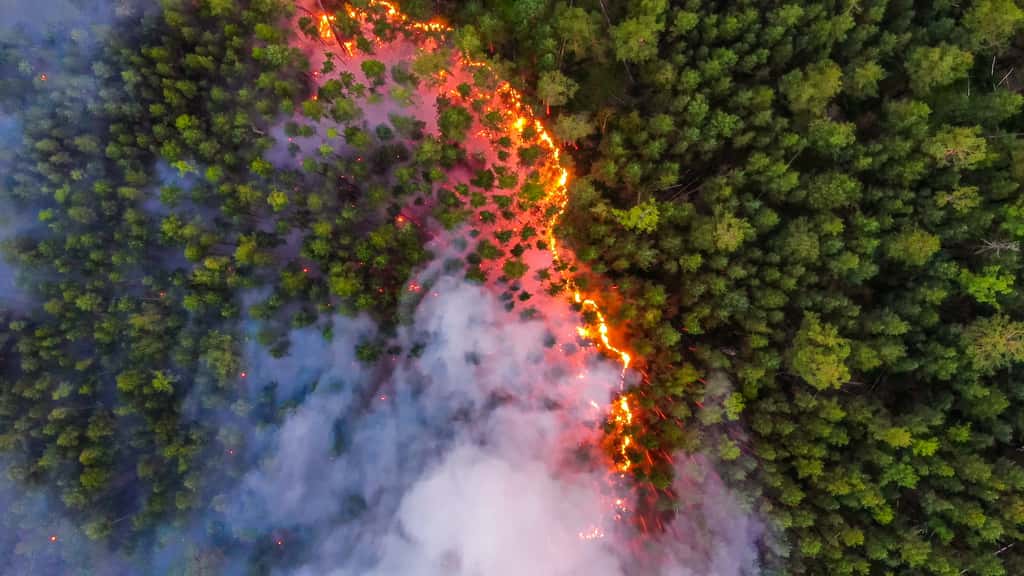 Des incendies « zombies » peuvent se ranimer après plus d’un an et enflammer à nouveau la forêt. © Greenpeace