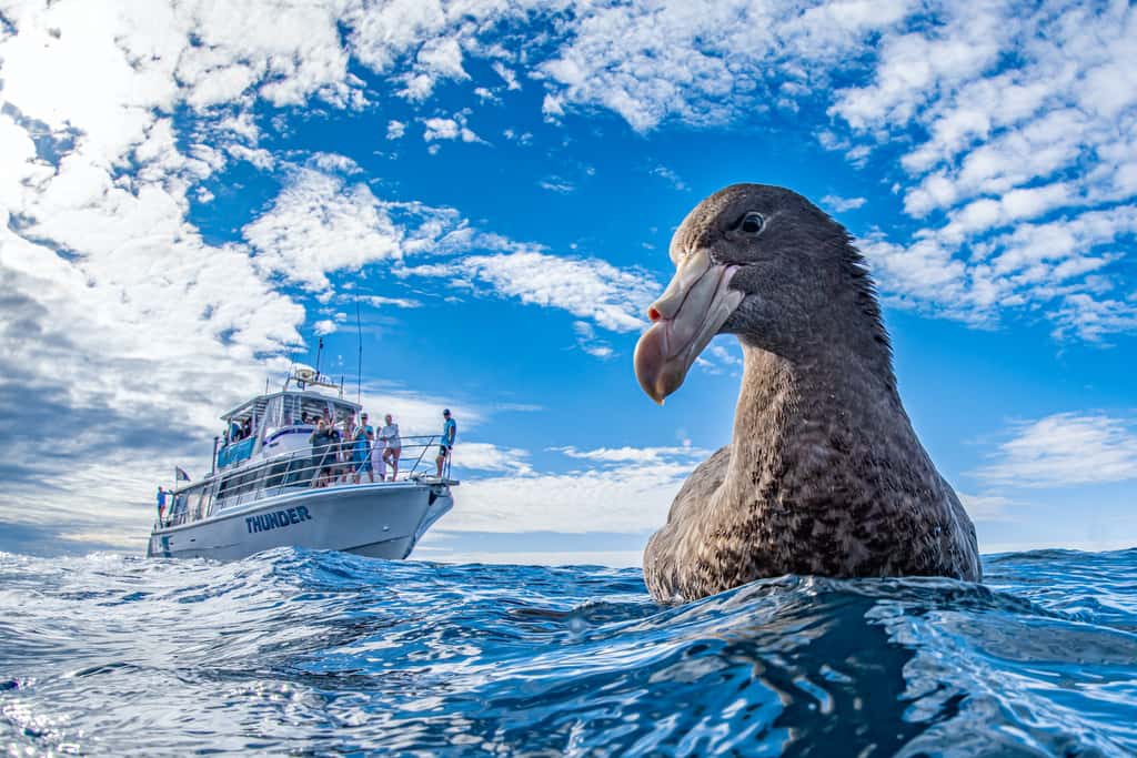 Pétrel de Hall, Ningaloo Reef, Australie. © Naomi Rose, <em>World Nature Photography Awards</em>