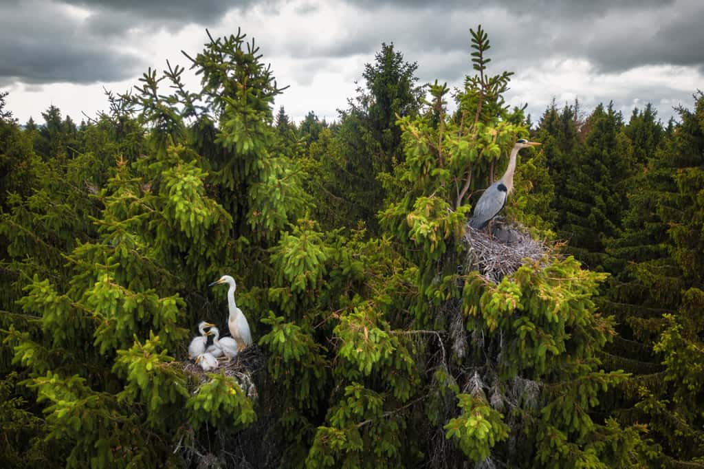 La forêt des hérons, Russie. © Dmitrii Viliunov, Drone Photo Awards