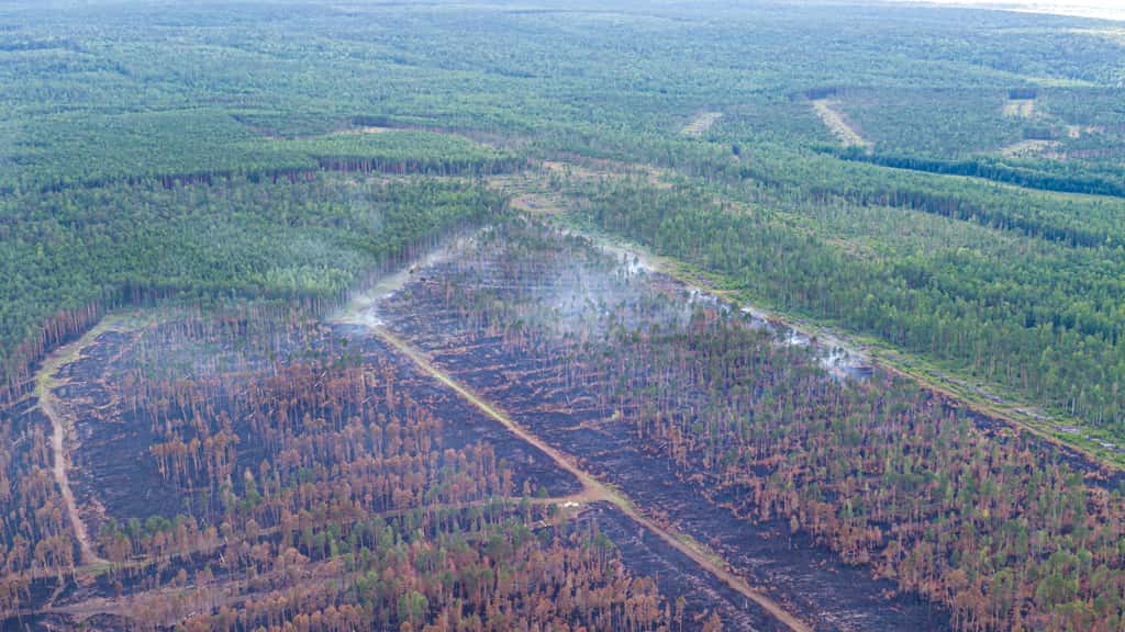 Selon le réseau de surveillance <em>Global Forest Watch</em>, le district de Krasnoïarsk aurait connu une perte de sa couverture forestière de 9,8 % depuis 2000. © Greenpeace