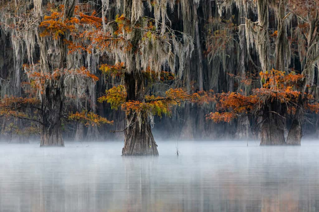 Cyprès chauve, Texas, États-Unis © Doron Talmi, <em>World Nature Photography Awards</em>