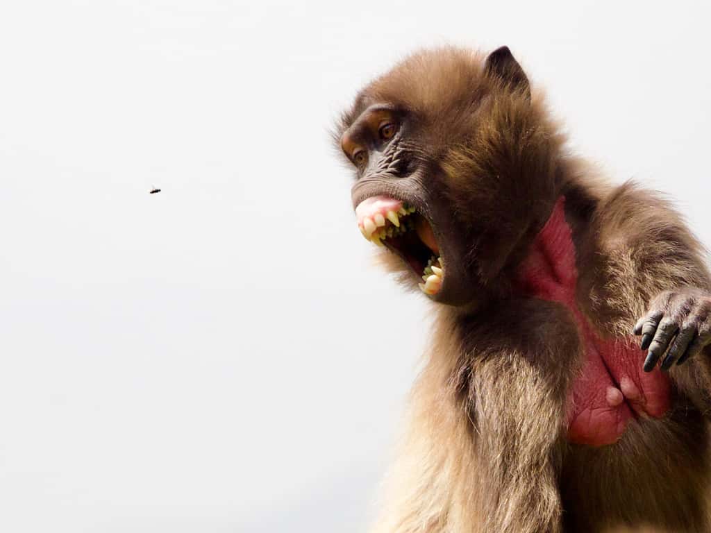 Le singe-lion est réputé pour son agressivité. © Bing Lin, Université de Princetown (États-Unis)