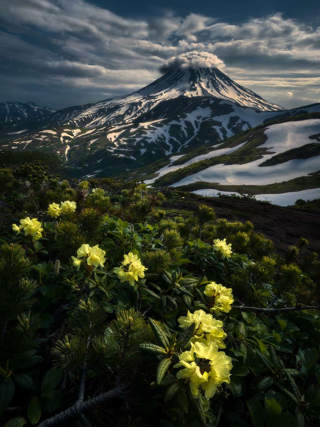 Le volcan et les rhododendrons, volcan Vilyuchik, Kamchatka, Russie