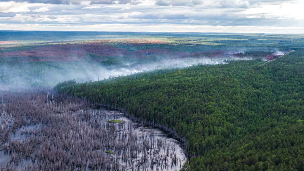 En dehors de l'Europe de l'Ouest, la Sibérie est aussi très affectée par les vagues de chaleur, avec pour conséquence des feux de forêts plus fréquents et sévères. © Greenpeace