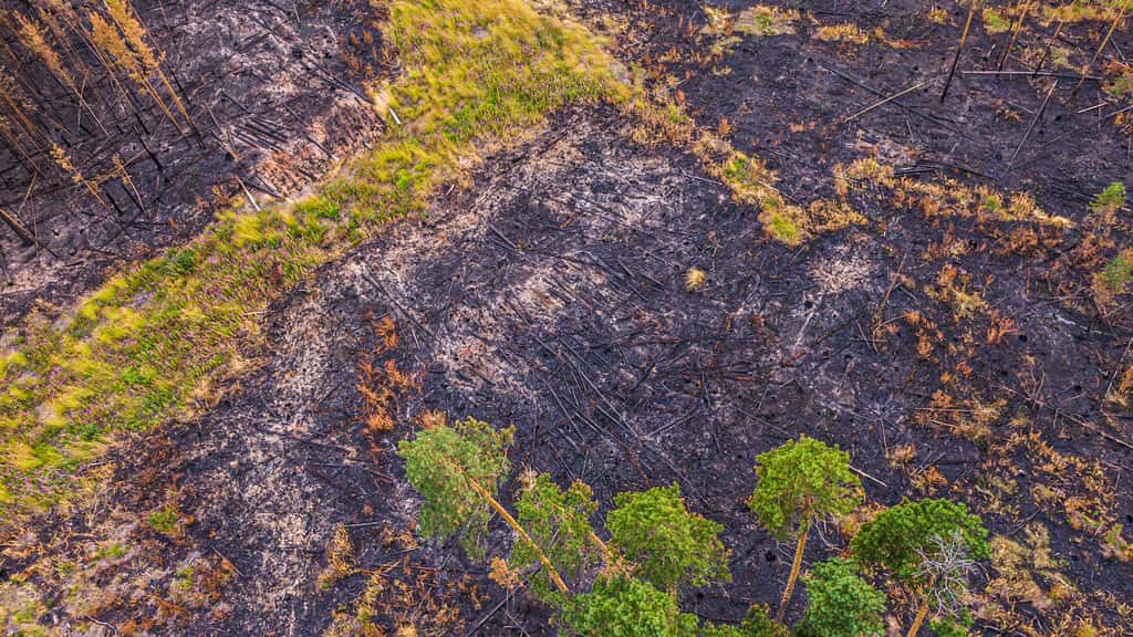 Les prises de vue par drone donnent un aperçu de l’étendue des dégâts causés par le feu. © Greenpeace