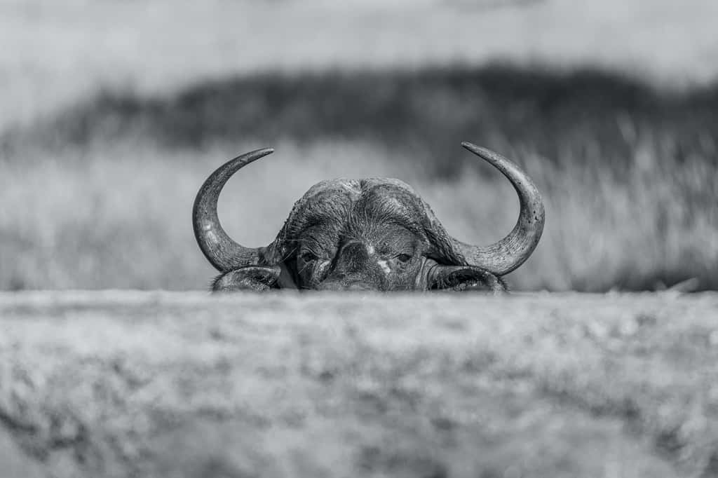 Buffle du Cap, Buffaloland, Hoedspruit, Afrique du Sud. © Heiko Mennigen, <em>World Nature Photography Awards</em>