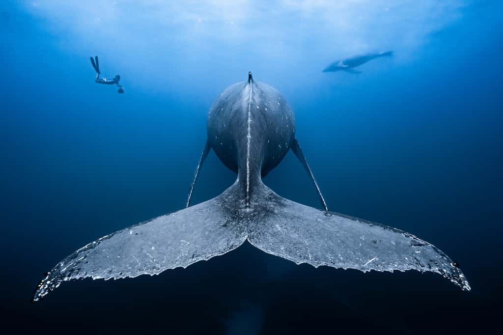 « <em>Gentil géant</em> ». © François Baelen, Ocean Art Competition 2018