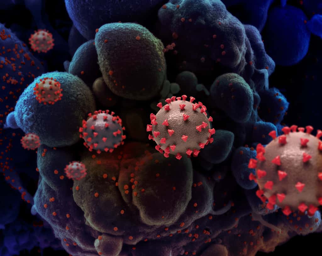 Le coronavirus du SARS-CoV-2 pourrait-il se combiner à celui de la grippe ? © NIAID