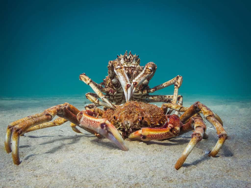 «<em> Le crabe cannibale </em>». © PT Hirschfield, Ocean Art Competition 2018